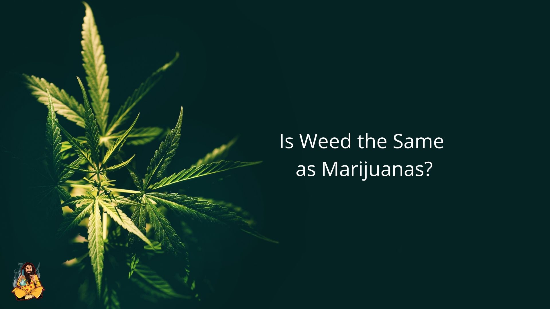 Is Weed and Marijuana the Same?