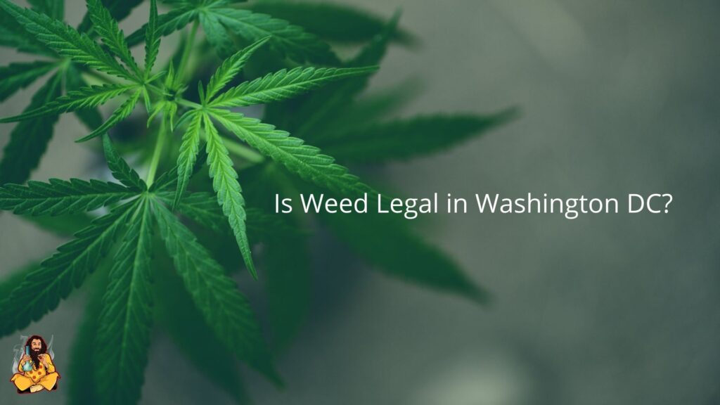 Is Weed Legal in DC?