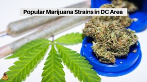 Popular Marijuana Strains in DC Area